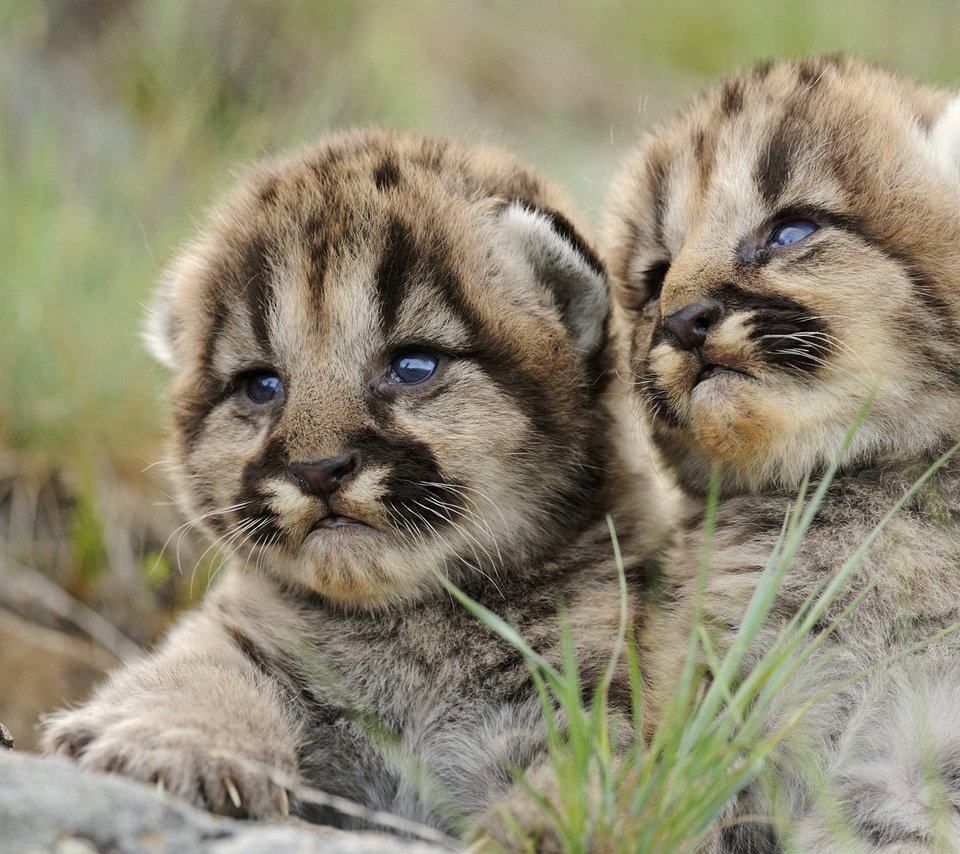 Обои тигр, взгляд, тигрята, tiger, look, the cubs разрешение 1920x1080 Загрузить