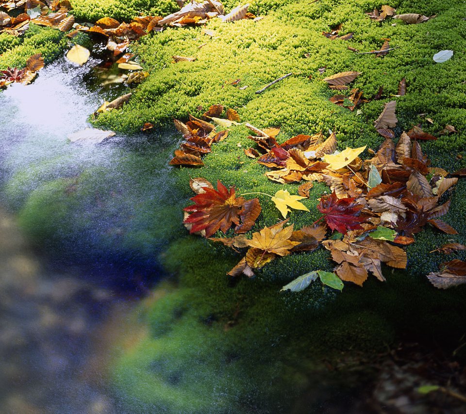 Обои вода, листья, ручей, осень, япония, мох, water, leaves, stream, autumn, japan, moss разрешение 1920x1200 Загрузить