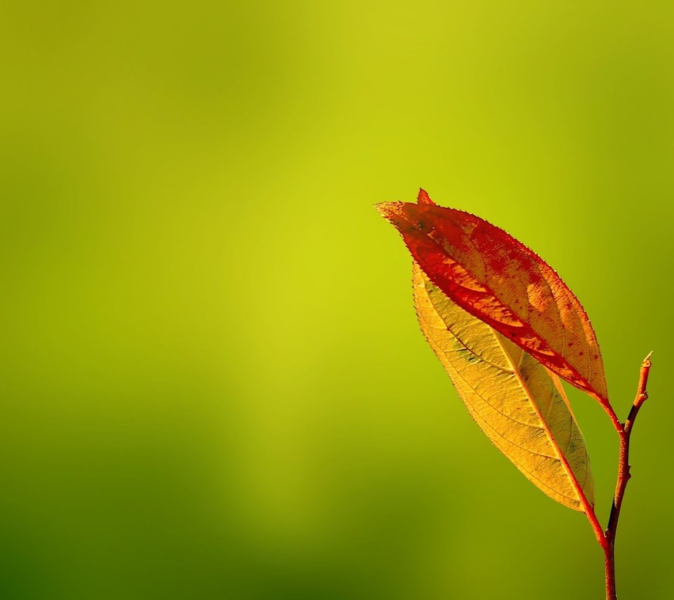 Обои зелень, листья, осень, gentle caress, greens, leaves, autumn разрешение 2560x1600 Загрузить