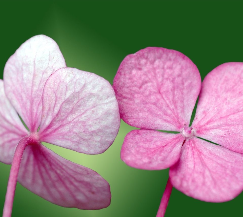 Обои зелёный, лепестки, розовый, green, petals, pink разрешение 1920x1200 Загрузить