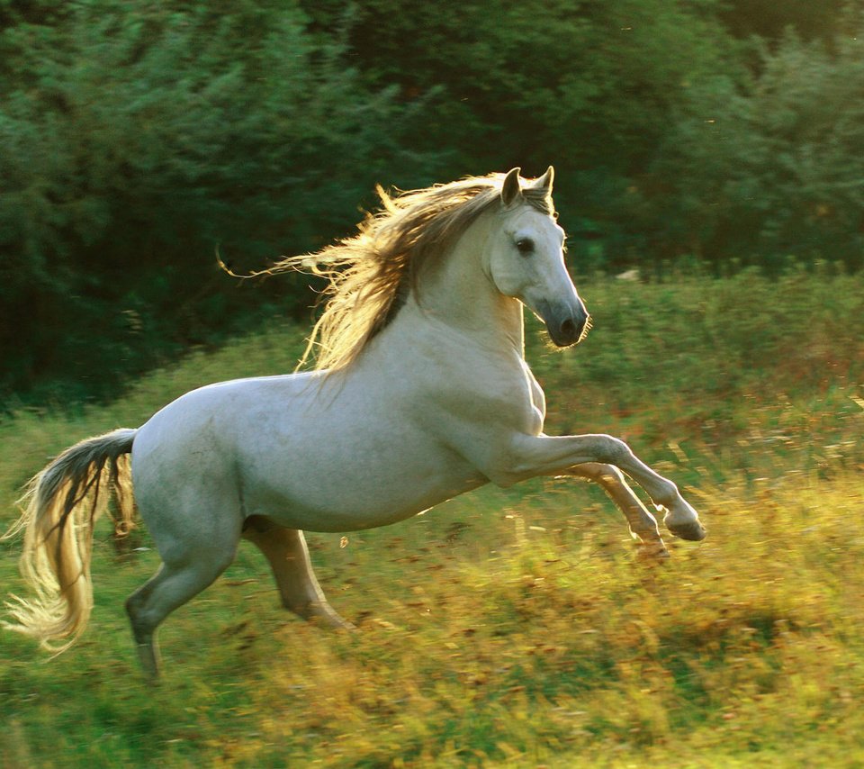 Обои небо, лошадь, трава, белый, луг, грива, бег, галоп, the sky, horse, grass, white, meadow, mane, running, gallop разрешение 1920x1200 Загрузить