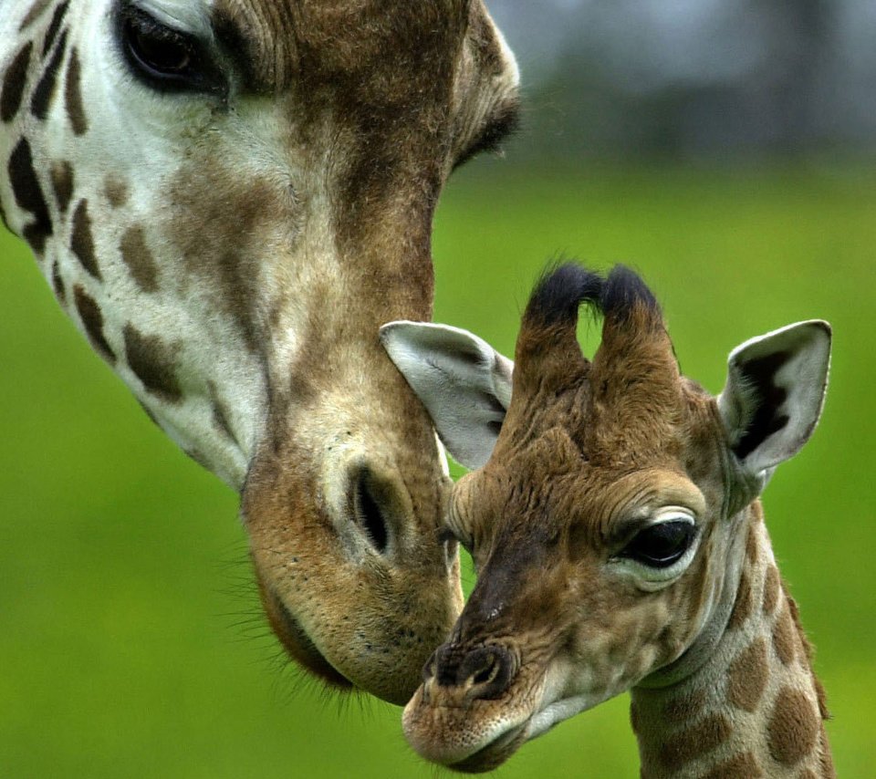 Обои любовь, нежность, мама, забота, малыш, жираф, love, tenderness, mom, care, baby, giraffe разрешение 1920x1080 Загрузить