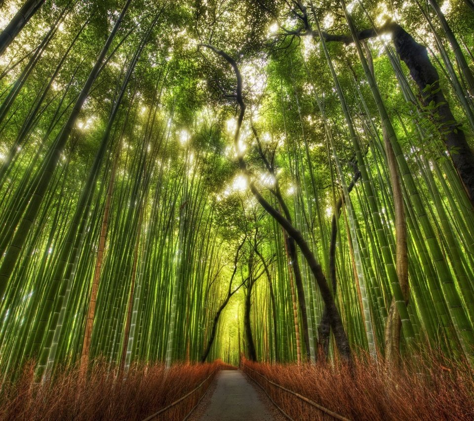 Обои тропинка, бамбук, китай, роща, path, bamboo, china, grove разрешение 2560x1600 Загрузить