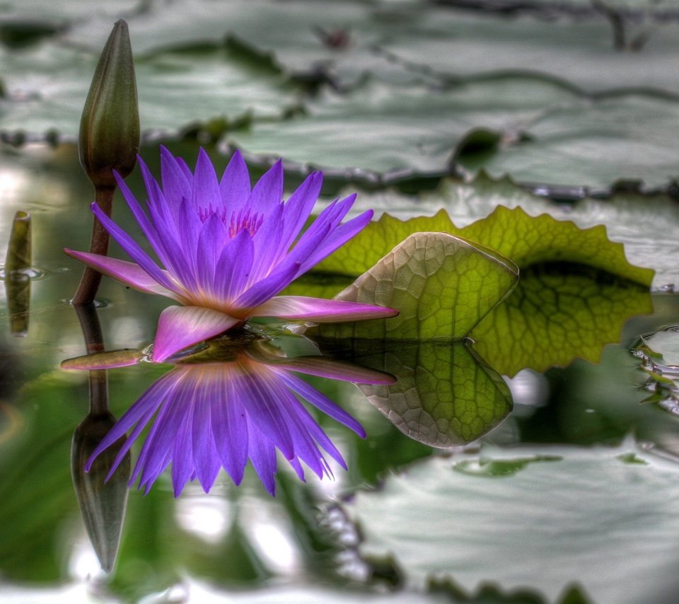 Обои вода, цветок, hdr, распустился, water, flower, blossomed разрешение 1920x1440 Загрузить