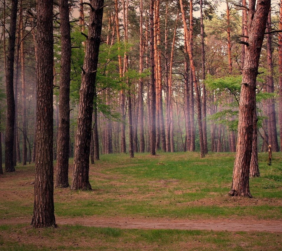 Обои деревья, лес, сосны, trees, forest, pine разрешение 1920x1200 Загрузить