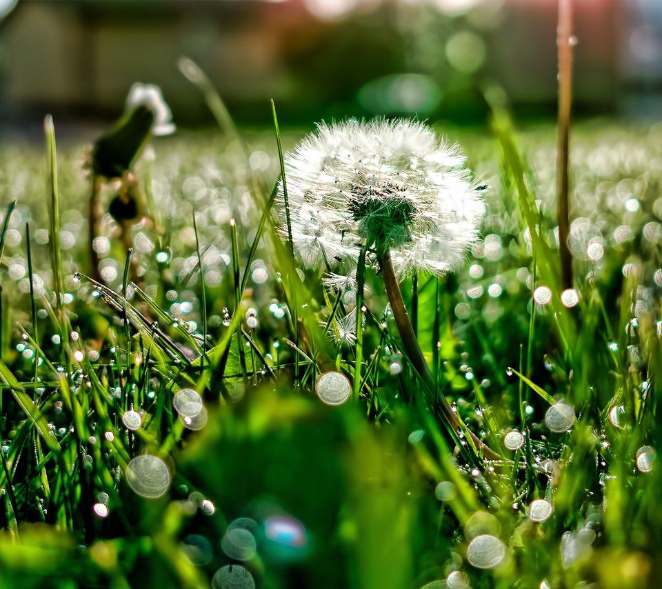 Обои свет, трава, роса, блики, поляна, одуванчик, light, grass, rosa, glare, glade, dandelion разрешение 1920x1200 Загрузить