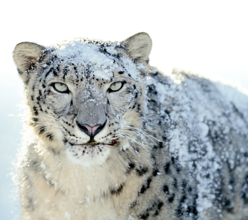 Обои снег, снежный барс, ирбис, snow, snow leopard, irbis разрешение 2560x1600 Загрузить