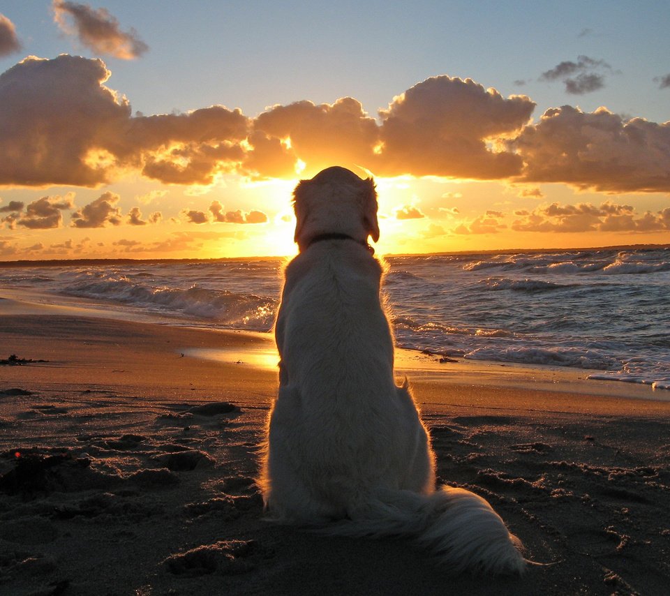 Обои закат, море, собака, ожидание, sunset, sea, dog, waiting разрешение 2560x1600 Загрузить