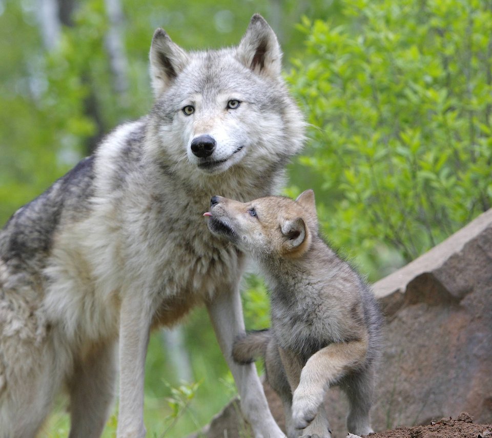 Обои лес, семья, волки, волк, волчица, волчья, волчонок, forest, family, wolves, wolf, the cub разрешение 1920x1080 Загрузить
