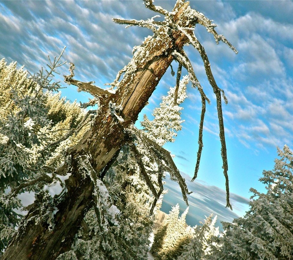 Обои деревья, снег, зима, trees, snow, winter разрешение 1920x1200 Загрузить