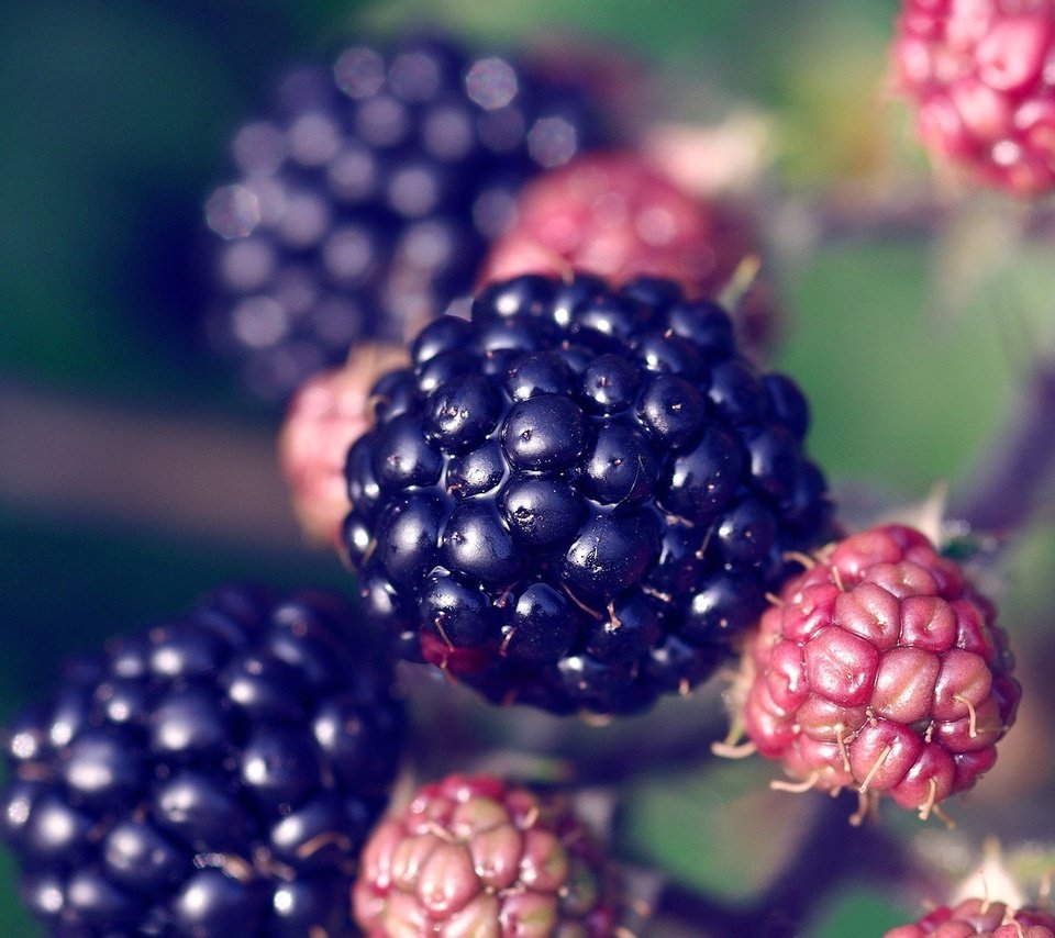 Обои ягода, растение, ежевика, berry, plant, blackberry разрешение 1920x1200 Загрузить