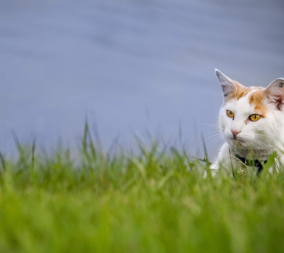 Обои трава, зелень, кот, взгляд, grass, greens, cat, look разрешение 1920x1440 Загрузить