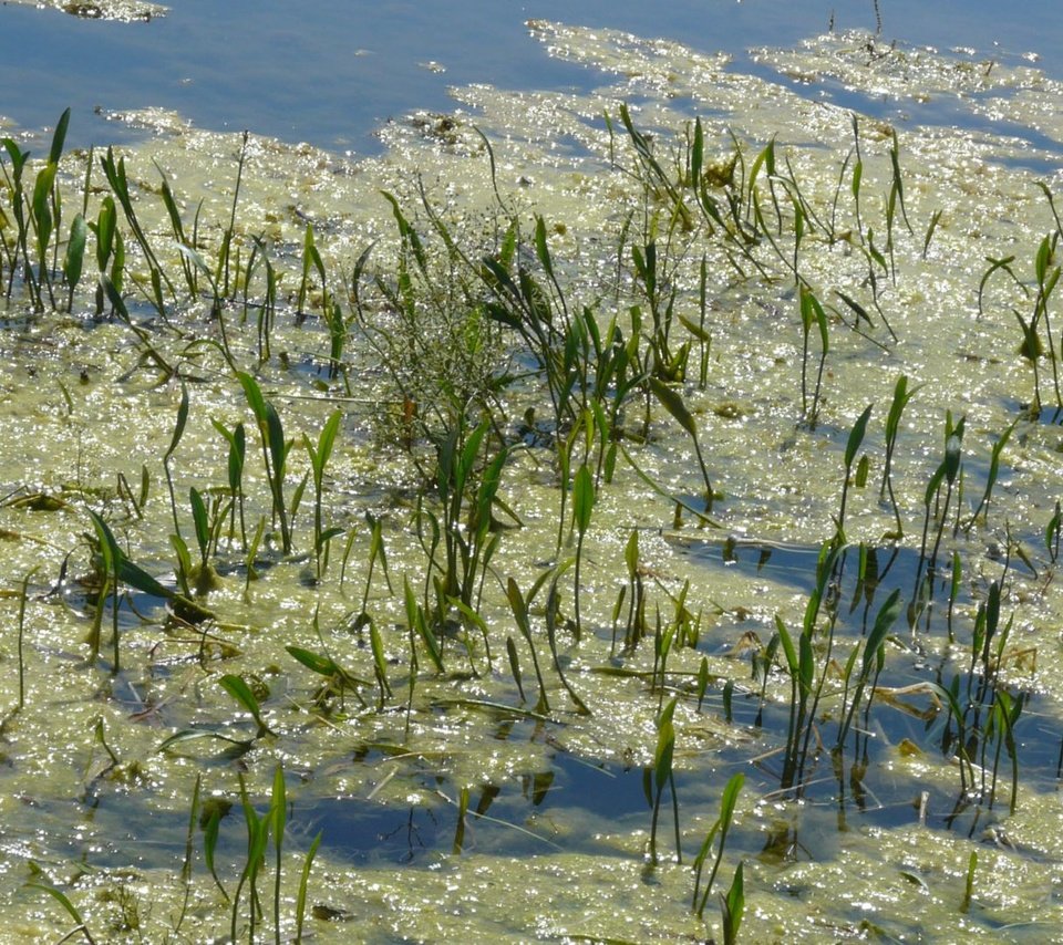 Обои лето зелень озеро, summer greens lake разрешение 1920x1082 Загрузить