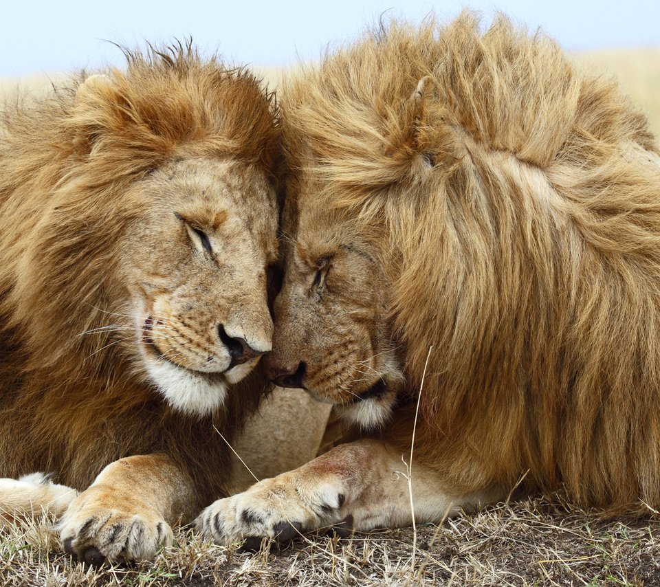 Обои любовь, львы, лев, хищники, львица, love, lions, leo, predators, lioness разрешение 1920x1080 Загрузить