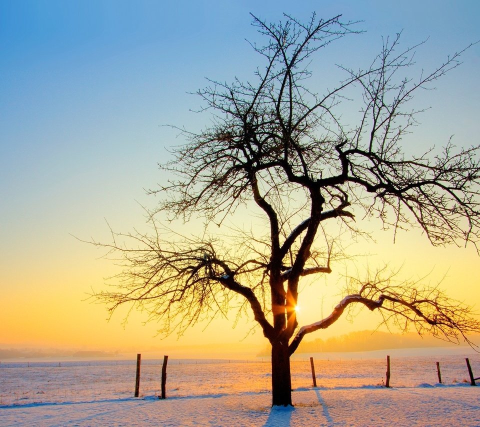 Обои снег, дерево, закат, зима, snow, tree, sunset, winter разрешение 1920x1080 Загрузить