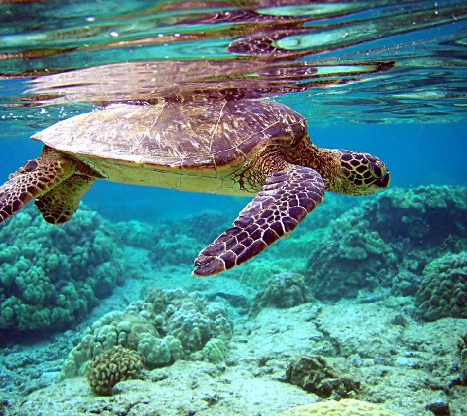 Обои вода, черепаха, дно, кораллы, water, turtle, the bottom, corals разрешение 2000x1500 Загрузить