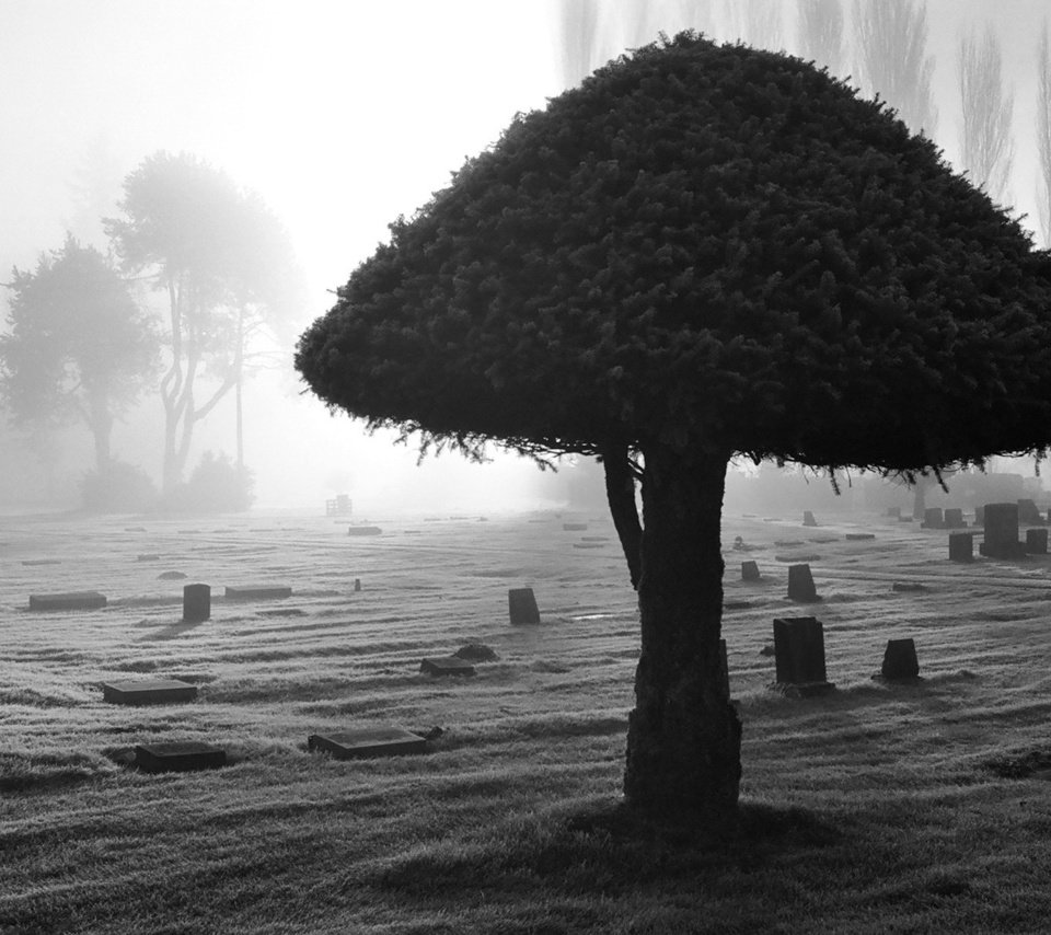 Обои свет, дерево, кладбище, чёрно-белый, light, tree, cemetery, black and white разрешение 1920x1200 Загрузить