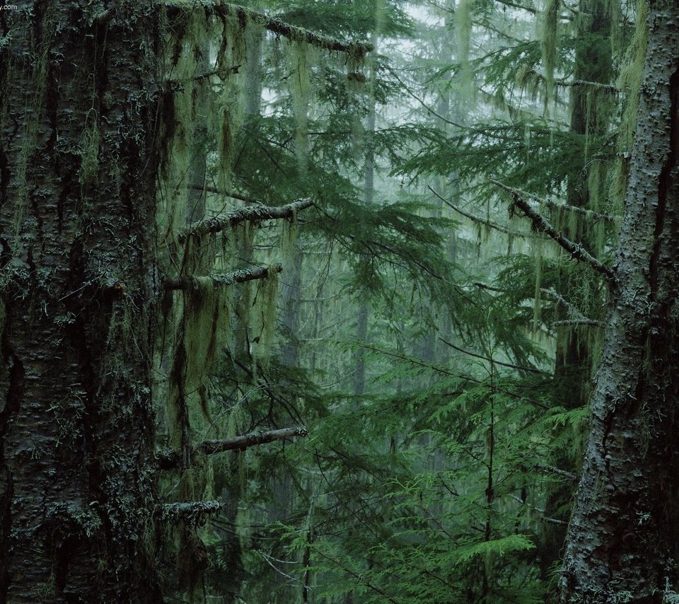 Обои деревья, туман, чаща, trees, fog, thicket разрешение 2560x1600 Загрузить