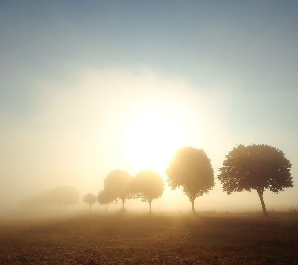 Обои деревья, солнце, туман, поле, trees, the sun, fog, field разрешение 2560x1600 Загрузить