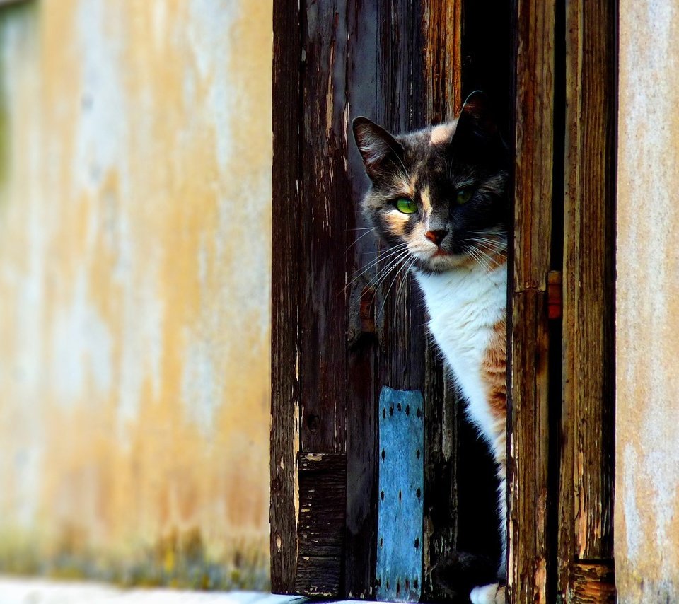 Обои кот, стена, дверь, cat, wall, the door разрешение 1920x1200 Загрузить