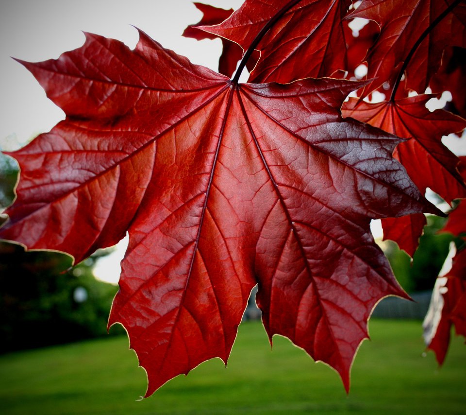 Обои листья, красные, клёна, leaves, red, maple разрешение 3456x2304 Загрузить