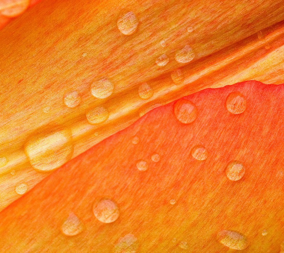 Обои макро, роса, лепестки, macro, rosa, petals разрешение 1920x1200 Загрузить