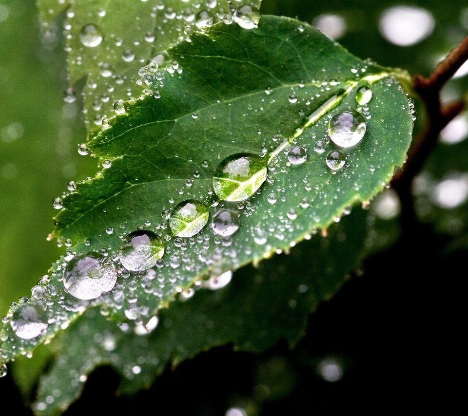 Обои вода, макро, роса, капли, лист, макросъемка, water, macro, rosa, drops, sheet разрешение 1920x1440 Загрузить