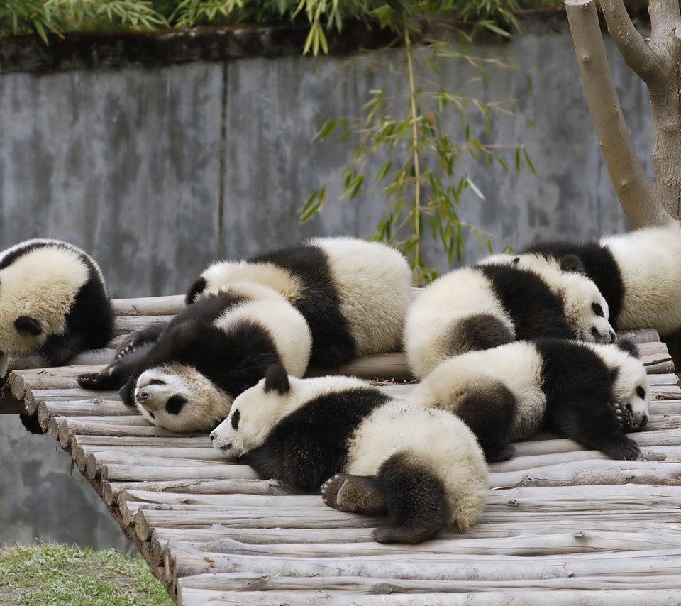 Обои природа, животные, мишки, панды, бамбуковые мишки, большая панда, nature, animals, bears, panda, bamboo bears, the giant panda разрешение 2560x1600 Загрузить