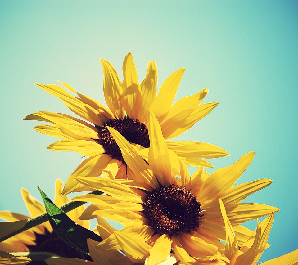 Обои небо, цветы, желтый, лето, подсолнух, подсолнухи, синее, the sky, flowers, yellow, summer, sunflower, sunflowers, blue разрешение 3872x2592 Загрузить