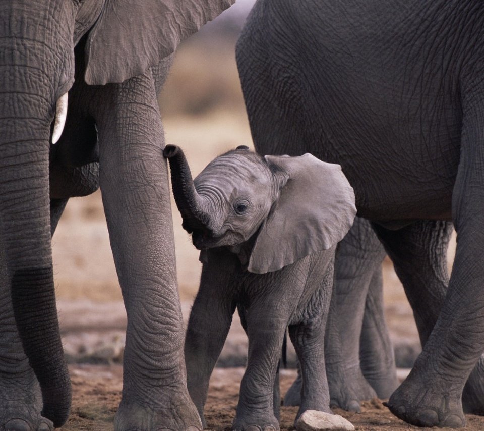 Обои природа, животные, мама, малыш, слоны, слоненок, животно е, слоники, nature, animals, mom, baby, elephants, elephant разрешение 1920x1080 Загрузить