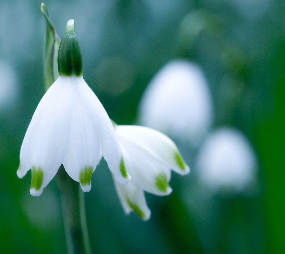 Обои зелень, макро, цветок, белый, весна, подснежник, белоцветник, greens, macro, flower, white, spring, snowdrop, snowflake разрешение 3648x2736 Загрузить