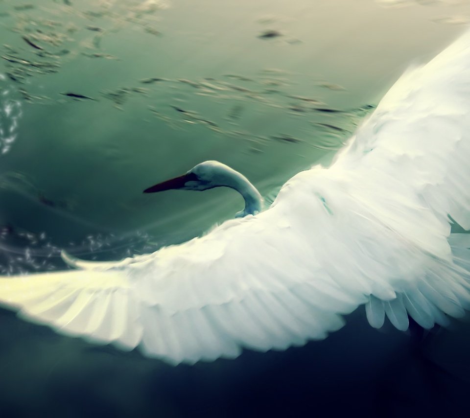 Обои рисунок, крылья, лебедь, figure, wings, swan разрешение 2560x1600 Загрузить