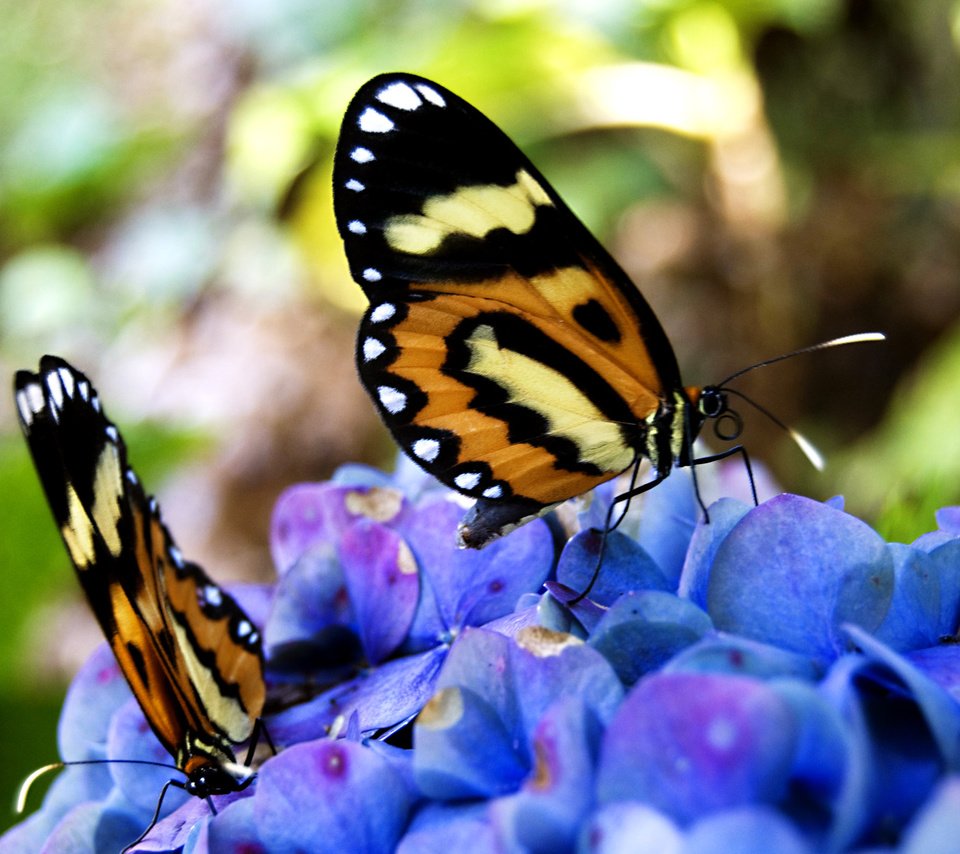 Обои цветы, бабочки, нектар, flowers, butterfly, nectar разрешение 2560x1600 Загрузить