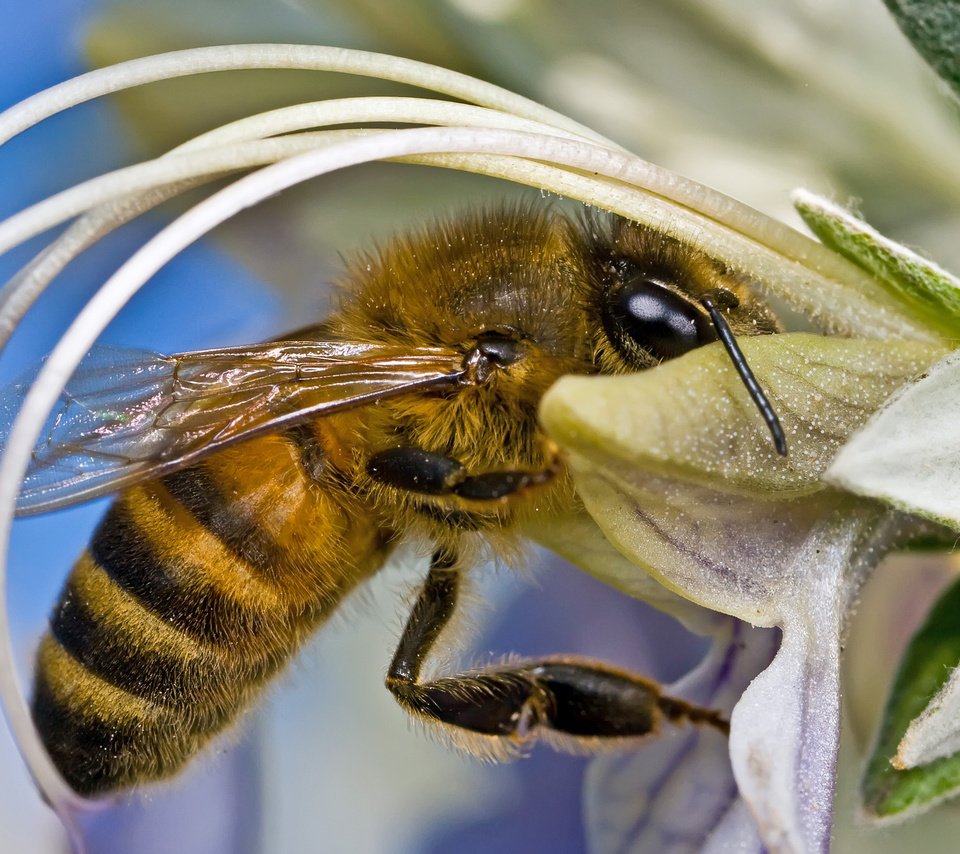 Обои цветок, нектар, оса, flower, nectar, osa разрешение 2560x1600 Загрузить