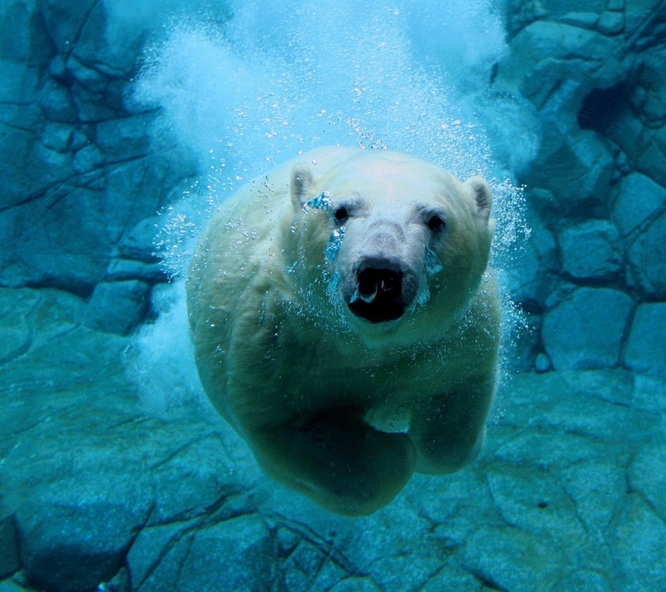 Обои вода, белый медведь, медведь под водой, water, polar bear, bear under water разрешение 1920x1440 Загрузить