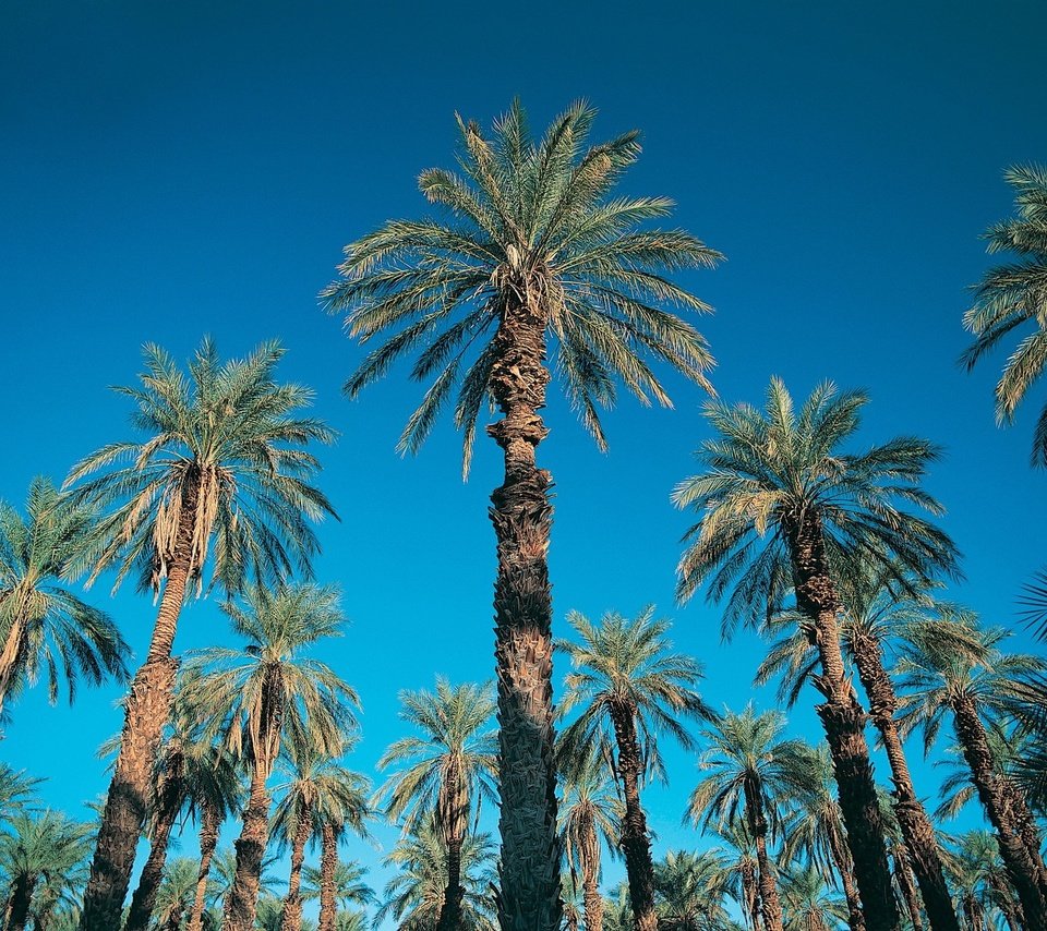 Обои небо, синий, пальмы, the sky, blue, palm trees разрешение 1920x1440 Загрузить