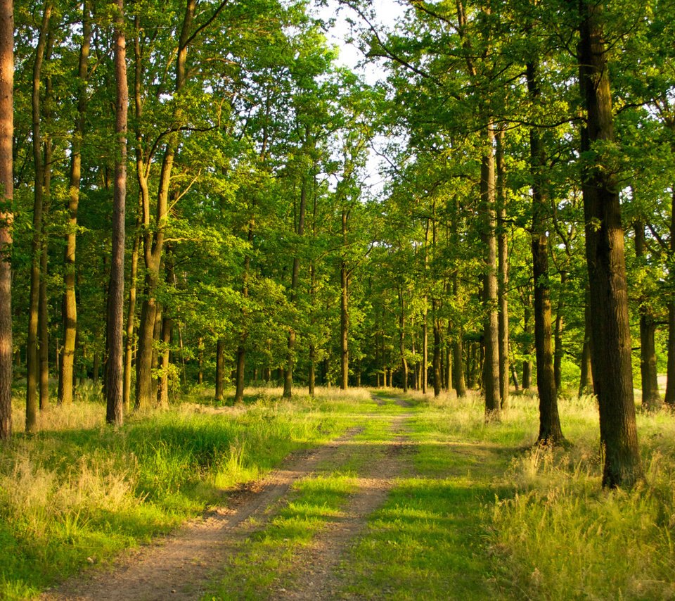 Обои дорога, лес, сосна, road, forest, pine разрешение 1920x1080 Загрузить