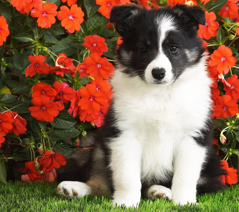 Обои цветы, собака, щенок, лушок, бордер-колли, flowers, dog, puppy, luchok, the border collie разрешение 1920x1200 Загрузить