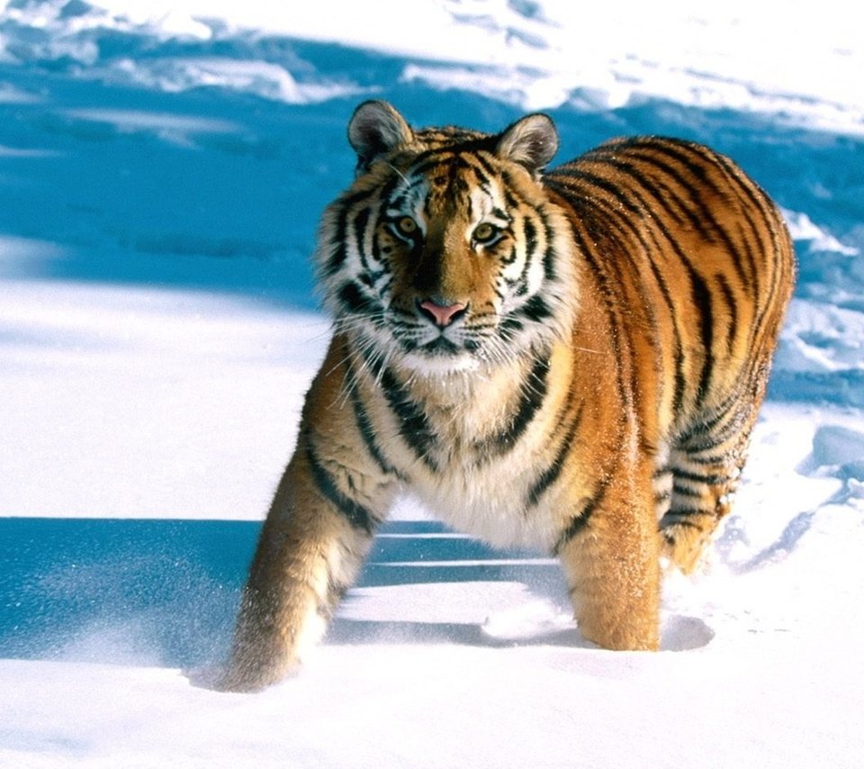 Обои тигр, снег, tiger, snow разрешение 1920x1200 Загрузить