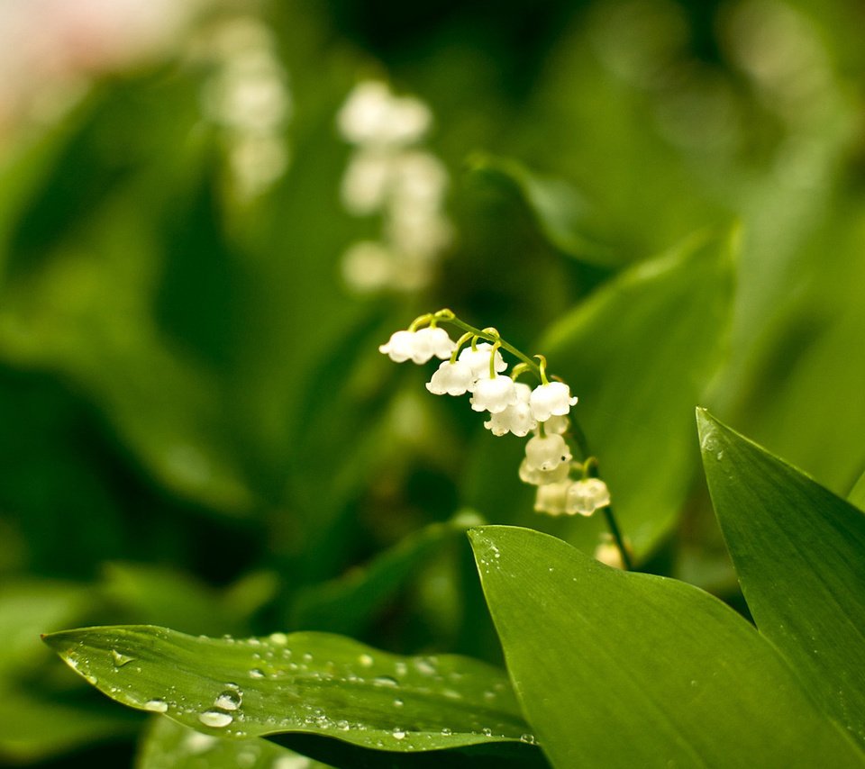 Обои цветы, зелень, весна, ландыш, flowers, greens, spring, lily of the valley разрешение 1920x1080 Загрузить