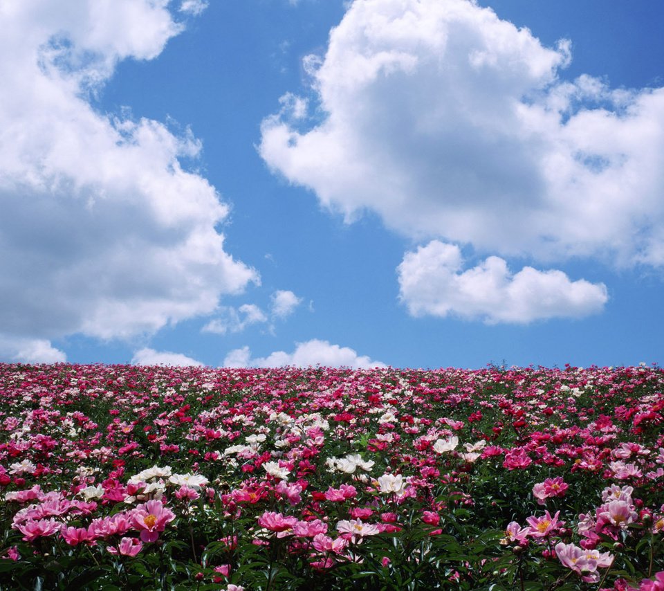Обои небо, цветы, облака, поле, лето, the sky, flowers, clouds, field, summer разрешение 1920x1080 Загрузить