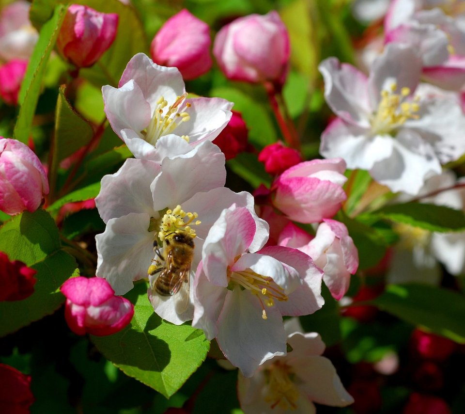 Обои цветы, дерево, цветение, насекомое, весна, пчела, flowers, tree, flowering, insect, spring, bee разрешение 1920x1200 Загрузить