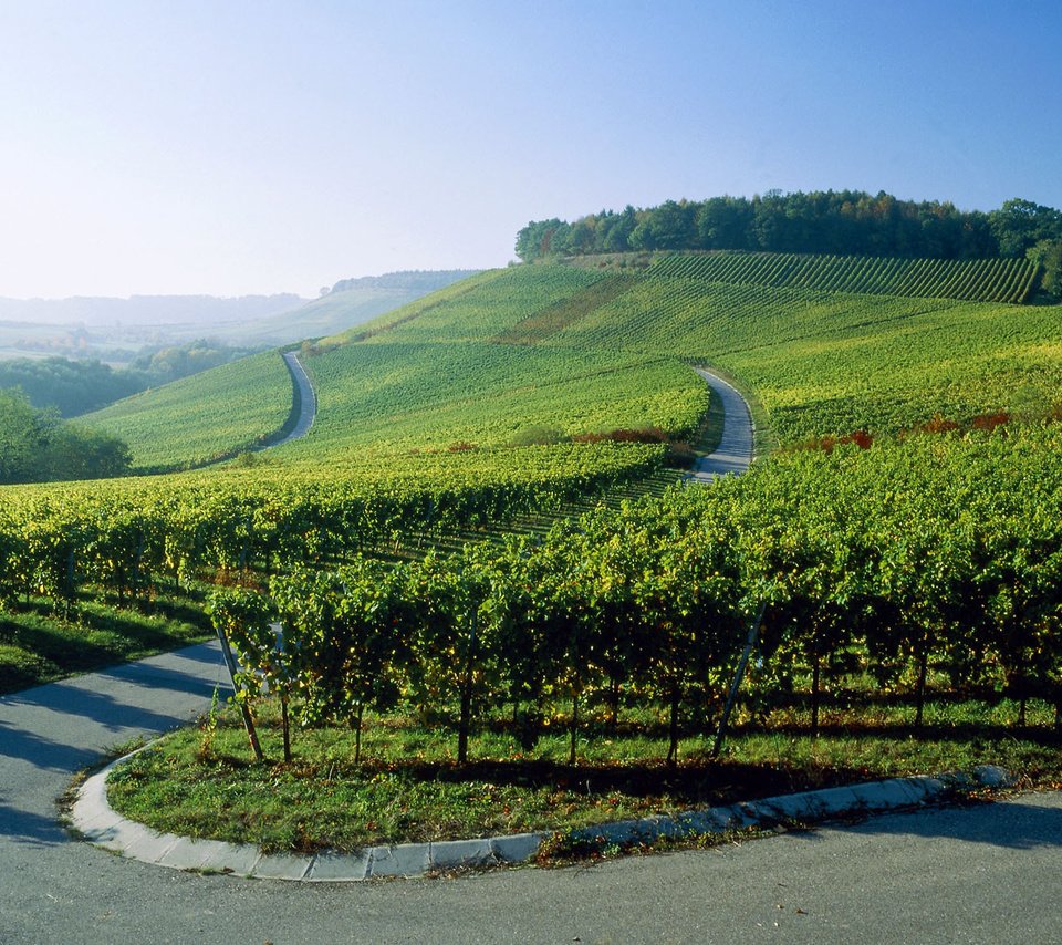 Обои дорога, германия, виноградники, road, germany, the vineyards разрешение 1920x1200 Загрузить