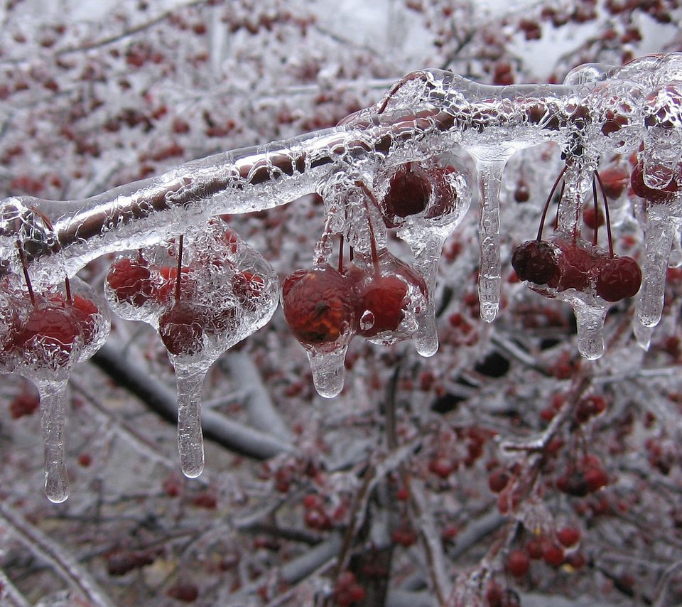 Обои лёд, яблочки, ранетки, ice, apples, ranetki разрешение 1920x1200 Загрузить