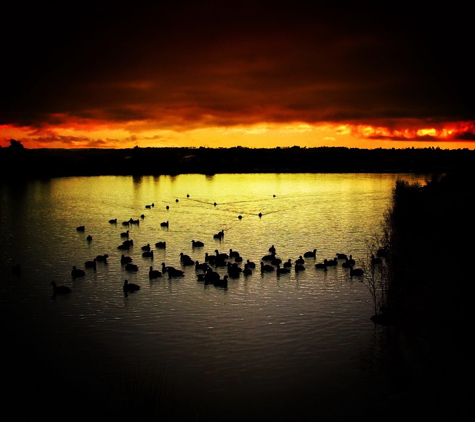 Обои небо, вечер, озеро, закат, птицы, утки, the sky, the evening, lake, sunset, birds, duck разрешение 1920x1440 Загрузить