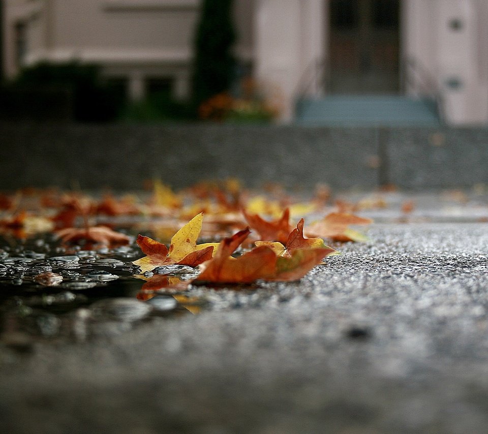 Обои листья, макро, осень, асфальт, лужа, leaves, macro, autumn, asphalt, puddle разрешение 1920x1080 Загрузить