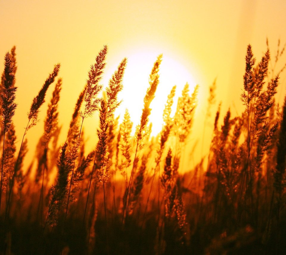 Обои трава, солнце, природа, поле, рассвет, колоски, grass, the sun, nature, field, dawn, spikelets разрешение 1920x1200 Загрузить
