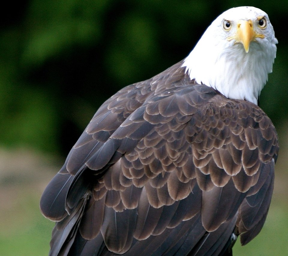 Обои орел, птица, клюв, перья, белоголовый орлан, eagle, bird, beak, feathers, bald eagle разрешение 1920x1080 Загрузить