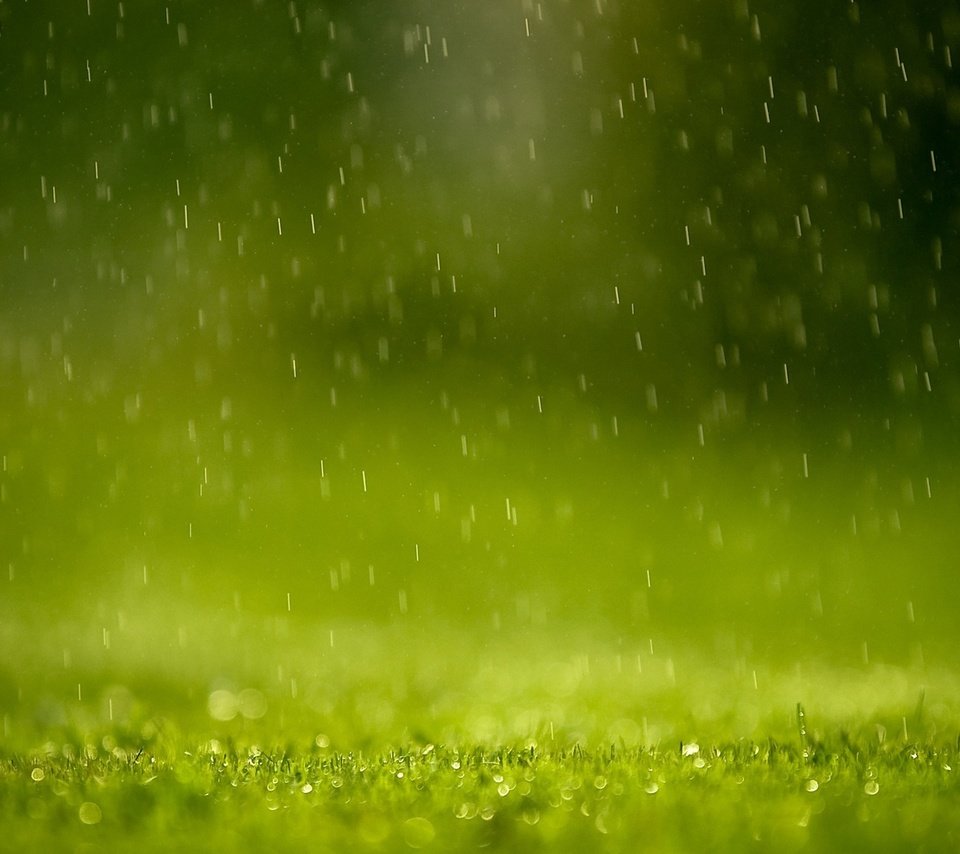 Обои трава, капли, дождь, лужайка, грин, grass, drops, rain, lawn, green разрешение 1920x1200 Загрузить