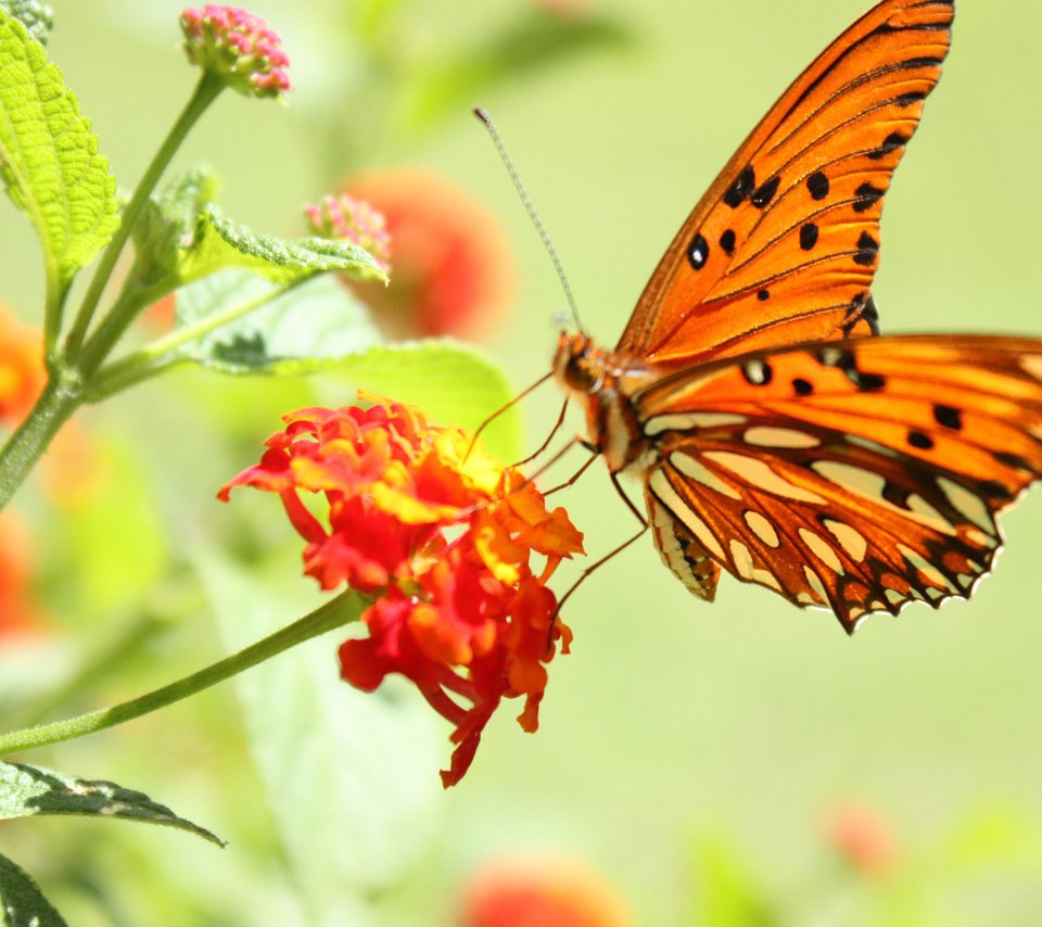 Обои цветок, бабочка, пыльца, нектар, flower, butterfly, pollen, nectar разрешение 2560x1600 Загрузить